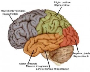 Cerveau - Montebello Psychologue